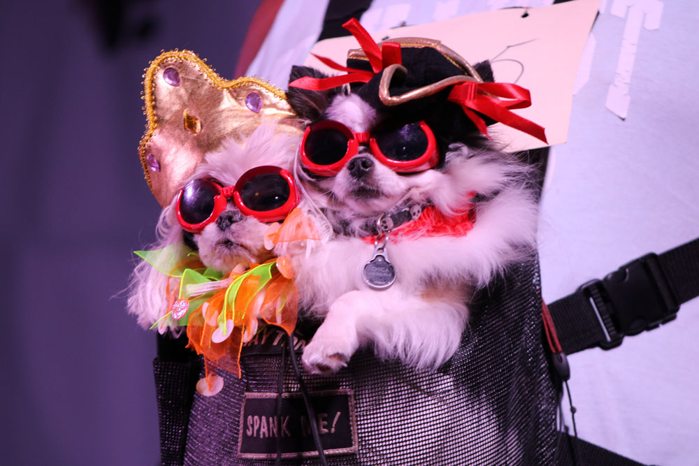 Pet Masquerade 2017 photo - Duval Street, Key West